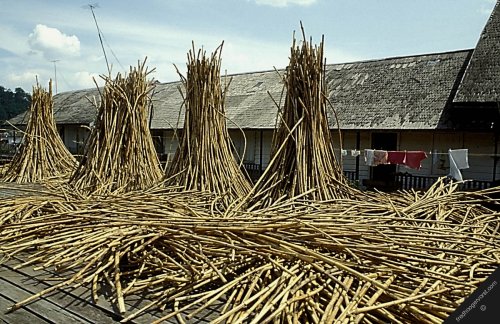 rotan2